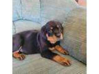 Rottweiler Puppy for sale in Kent, WA, USA