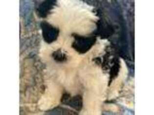 Mi-Ki Puppy for sale in Weiser, ID, USA