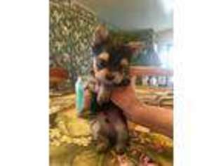 Yorkshire Terrier Puppy for sale in Rifle, CO, USA