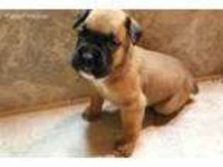 Boxer Puppy for sale in Swansea, MA, USA