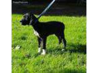 Great Dane Puppy for sale in Hallstead, PA, USA