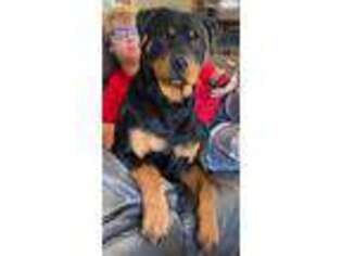 Rottweiler Puppy for sale in Henderson, NV, USA
