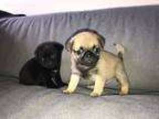 Pug Puppy for sale in Capac, MI, USA