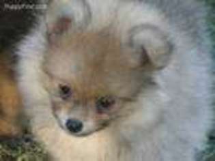 Pomeranian Puppy for sale in Macon, GA, USA