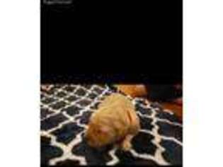 Golden Retriever Puppy for sale in Wildwood, FL, USA