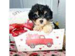 Cavalier King Charles Spaniel Puppy for sale in Jackson, GA, USA