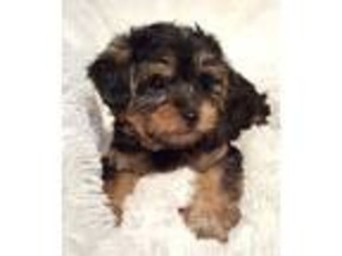 Yorkshire Terrier Puppy for sale in Meigs, GA, USA