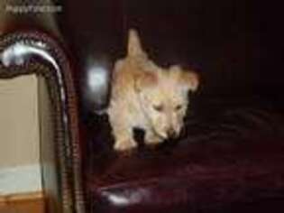 Scottish Terrier Puppy for sale in Durham, NC, USA