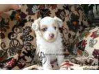Australian Shepherd Puppy for sale in TACOMA, WA, USA