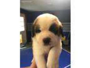 Saint Bernard Puppy for sale in Richmond, VA, USA
