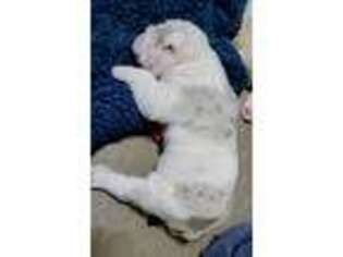 Bulldog Puppy for sale in New Bloomfield, PA, USA