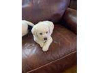 Golden Retriever Puppy for sale in Hardwick, MA, USA