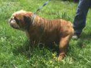Bulldog Puppy for sale in Clinton, KY, USA