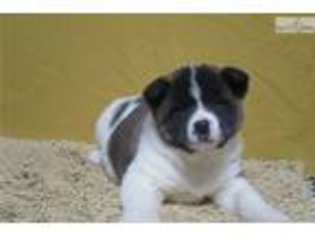 Akita Puppy for sale in South Bend, IN, USA