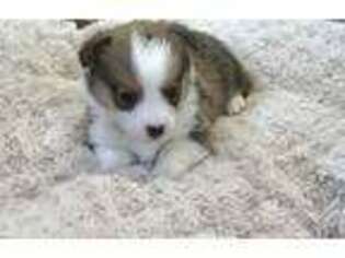 Pembroke Welsh Corgi Puppy for sale in Blacksburg, VA, USA