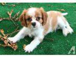 Cavalier King Charles Spaniel Puppy for sale in DALLAS, TX, USA