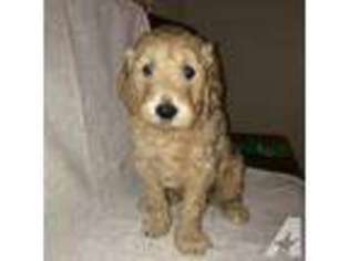 Labradoodle Puppy for sale in RAMONA, CA, USA