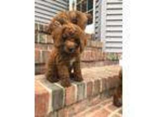 Cock-A-Poo Puppy for sale in Hammonton, NJ, USA