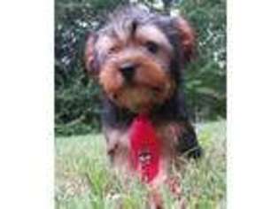 Yorkshire Terrier Puppy for sale in Southbury, CT, USA