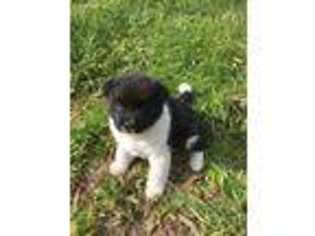Akita Puppy for sale in Tazewell, VA, USA