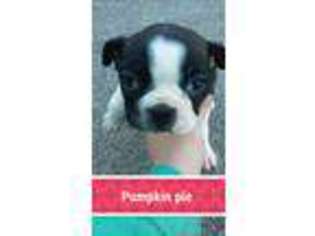 Boston Terrier Puppy for sale in Greenacres, WA, USA