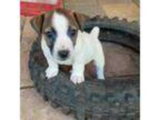 Jack Russell Terrier Puppy for sale in Camino, CA, USA