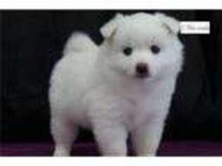 American Eskimo Dog Puppy for sale in Kirksville, MO, USA