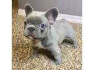 French Bulldog Puppy for sale in Floral City, FL, USA