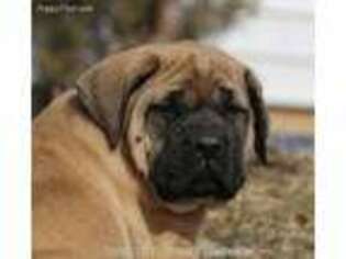 Mastiff Puppy for sale in Unionville, IA, USA