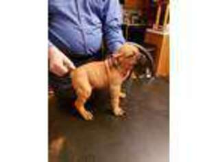 Boerboel Puppy for sale in Glendale, KY, USA