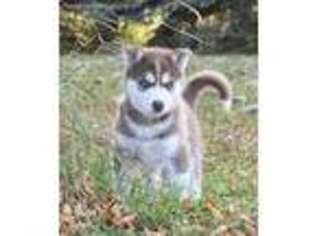 Siberian Husky Puppy for sale in Spring Valley, MN, USA