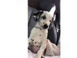 Dalmatian Puppy for sale in Queen Anne, MD, USA