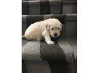 Golden Retriever Puppy for sale in Solon, IA, USA