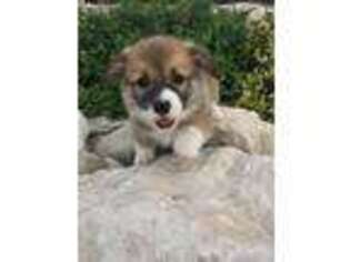 Pembroke Welsh Corgi Puppy for sale in Del Rio, TX, USA