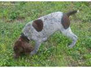 German Shorthaired Pointer Puppy for sale in Karnes City, TX, USA