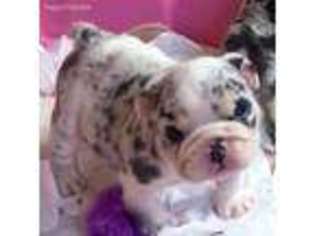 Bulldog Puppy for sale in Malibu, CA, USA