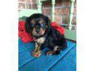 Cavalier King Charles Spaniel Puppy for sale in Baileyville, KS, USA