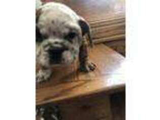 Bulldog Puppy for sale in Lyndonville, NY, USA