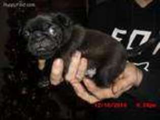 Pug Puppy for sale in Roseau, MN, USA