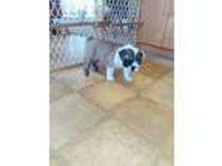 Bulldog Puppy for sale in Bloomingdale, MI, USA