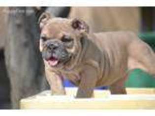 Bulldog Puppy for sale in Porterville, CA, USA