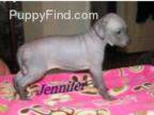 American Hairless Terrier Puppy for sale in Willard, UT, USA