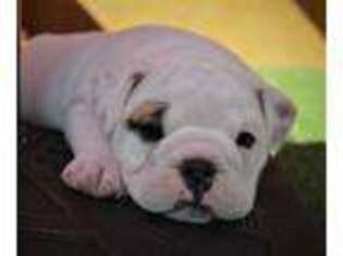 Bulldog Puppy for sale in Glendale, AZ, USA