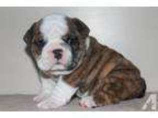 Bulldog Puppy for sale in EMPORIA, VA, USA