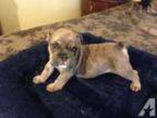 Bulldog Puppy for sale in HESPERIA, CA, USA