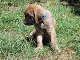 Mastiff Puppy for sale in Lindrith, NM, USA