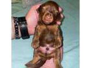 Dachshund Puppy for sale in West Plains, MO, USA