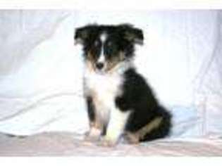 Shetland Sheepdog Puppy for sale in Paxton, IL, USA