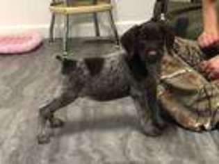 German Wirehaired Pointer Puppy for sale in Ethan, SD, USA