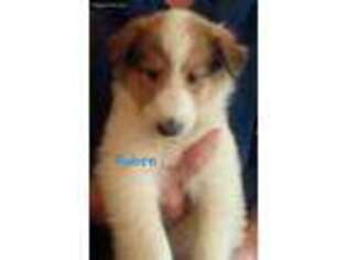 Collie Puppy for sale in Marshfield, MO, USA